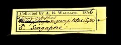 Pellorneum nigrocapitatum • All Rights Reserved Museum Label