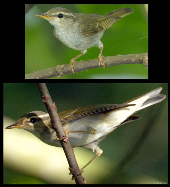 Phylloscopus borealis • © Con Foley • All Rights Reserved