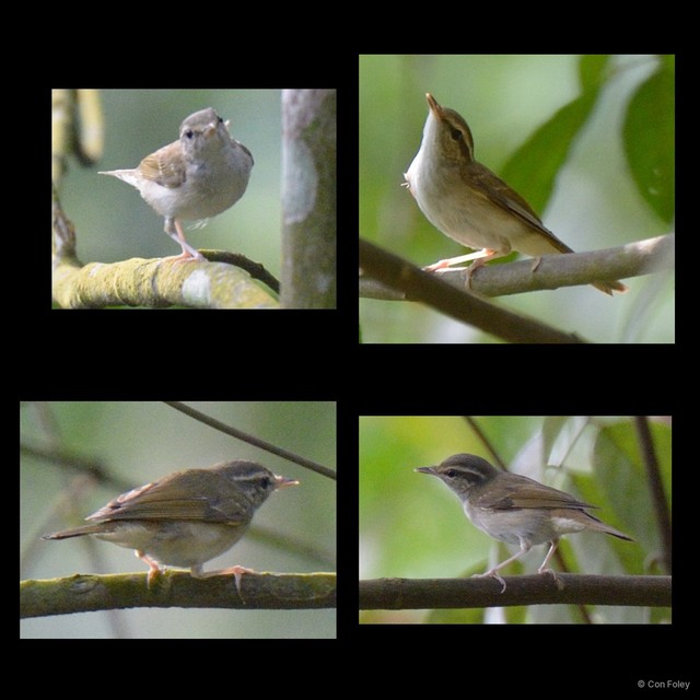 Phylloscopus borealoides • © Con Foley • All Rights Reserved