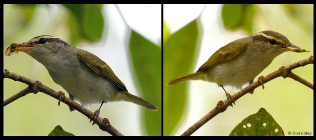 Phylloscopus coronatus • © Con Foley • All Rights Reserved