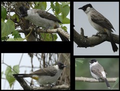 Pycnonotus aurigaster (Vieillot, 1818)