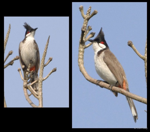 Pycnonotus jocosus • © Con Foley • All Rights Reserved