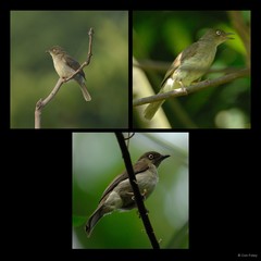 Pycnonotus simplex