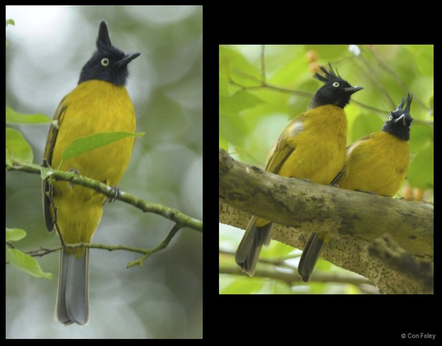 Rubigula flaviventris • © Con Foley • All Rights Reserved