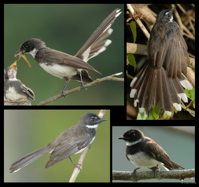 Rhipidura javanica • © Con Foley • All Rights Reserved