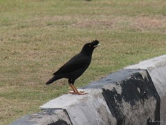 Acridotheres cristatellus (Linnaeus, 1758)