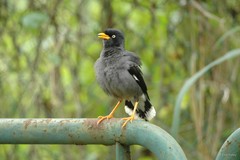 Acridotheres javanicus