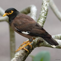 Acridotheres tristis