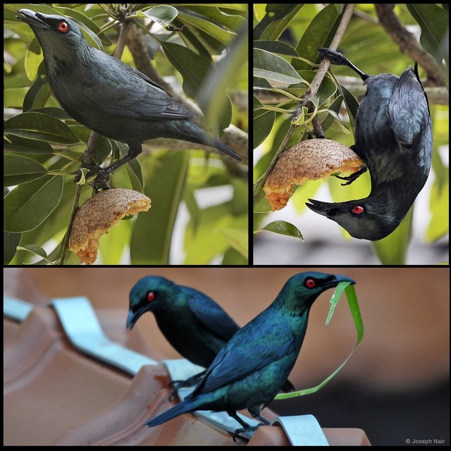 Aplonis panayensis • © Joseph Nair • All Rights Reserved