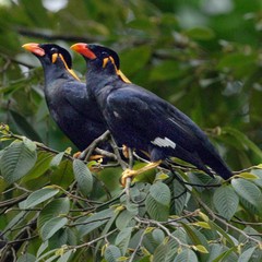 Gracula religiosa