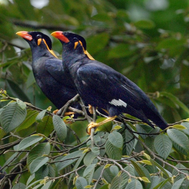Gracula religiosa • © Con Foley • All Rights Reserved