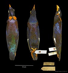 Gracula religiosa • © Ang Yuchen • CC BY 4.0