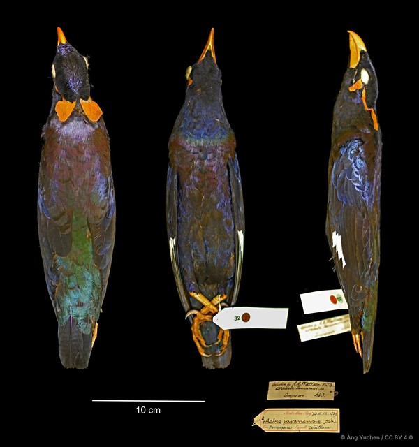 Gracula religiosa