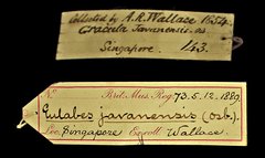 Gracula religiosa • All Rights Reserved Museum Label