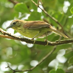 Mixornis gularis