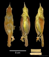 Mixornis gularis • © Ang Yuchen • CC BY 4.0