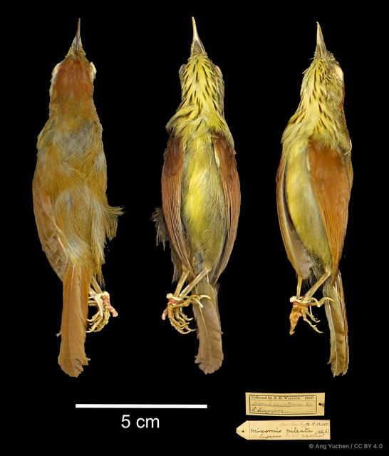 Mixornis gularis