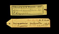 Mixornis gularis • All Rights Reserved Museum Label