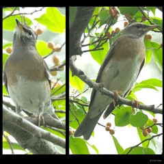 Turdus obscurus