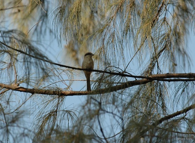 Tephrodornis virgatus • © Con Foley • All Rights Reserved