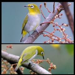Zosterops simplex