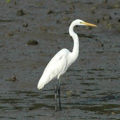 Ardea alba