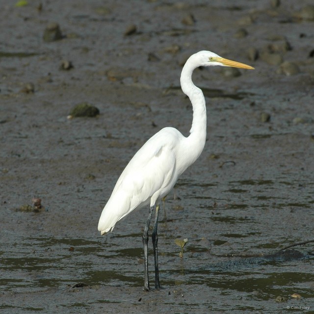 Ardea alba • © Con Foley • All Rights Reserved