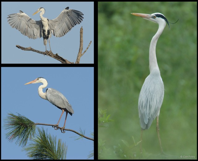 Ardea cinerea • © Con Foley • All Rights Reserved