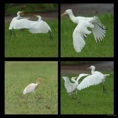 Ardea coromanda