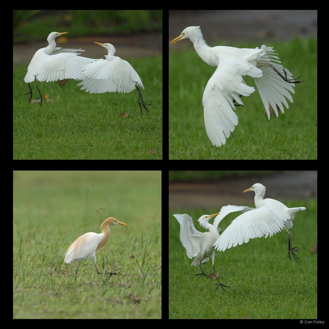 Ardea coromanda • © Con Foley • All Rights Reserved