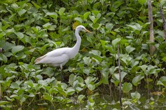 Ardea intermedia