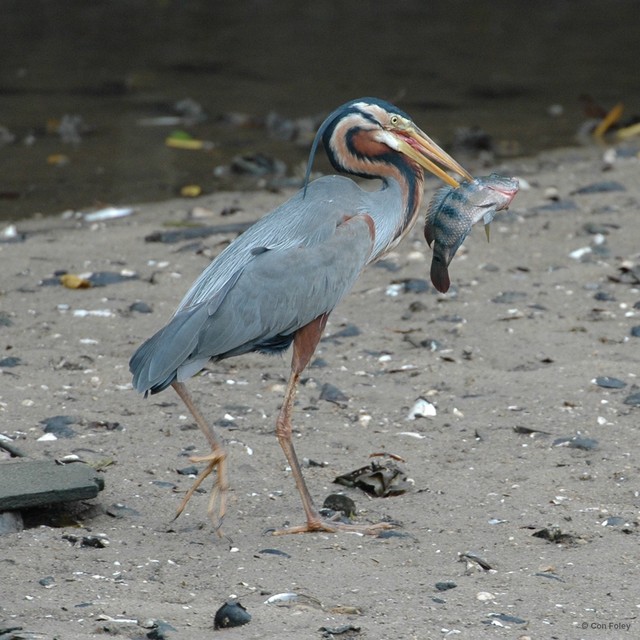 Ardea purpurea • © Con Foley • All Rights Reserved