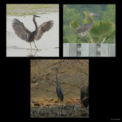 Ardea sumatrana