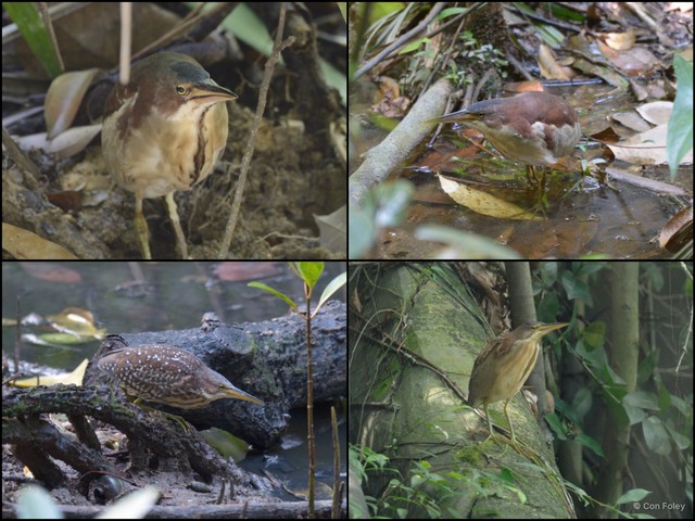 Botaurus eurhythmus • © Con Foley • All Rights Reserved