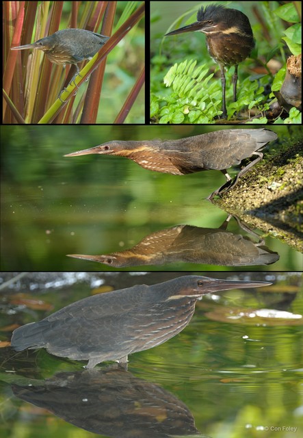 Botaurus flavicollis • © Con Foley • All Rights Reserved