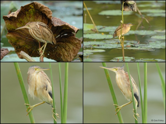 Botaurus sinensis • © Con Foley • All Rights Reserved
