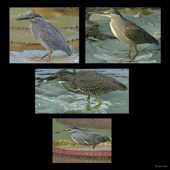 Butorides striata (Linnaeus, 1758)