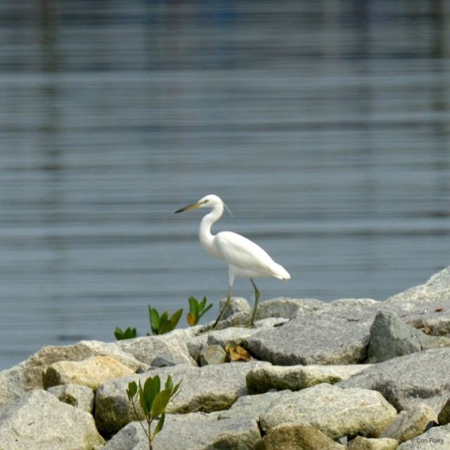 Egretta eulophotes • © Con Foley • All Rights Reserved