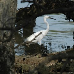 Egretta garzetta