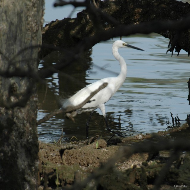 Egretta garzetta • © Con Foley • All Rights Reserved