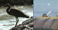 Egretta sacra