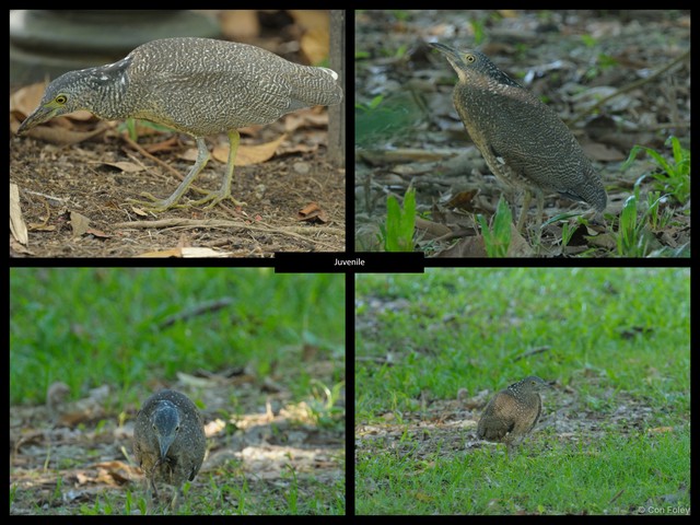Gorsachius melanolophus • © Con Foley • All Rights Reserved