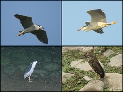 Nycticorax nycticorax