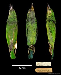 Psilopogon duvaucelii • © Ang Yuchen • CC BY 4.0