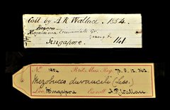 Psilopogon duvaucelii • All Rights Reserved Museum Label