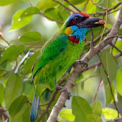 Psilopogon rafflesii
