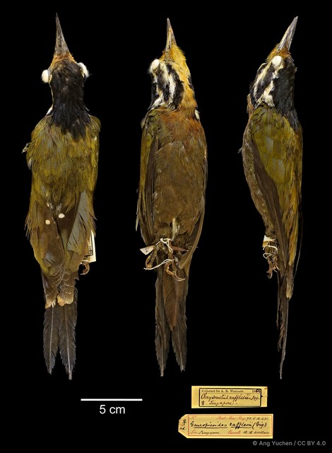 Gecinulus rafflesii • © Ang Yuchen • CC BY 4.0