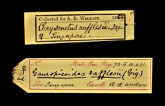 Gecinulus rafflesii • All Rights Reserved Museum Label