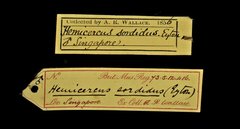 Hemicircus concretus • All Rights Reserved Museum Label