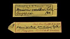 Hemicircus concretus • All Rights Reserved Museum Label